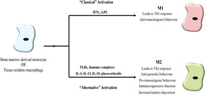 Macrophages and Fibroblasts, Key Players in Cancer Chemoresistance